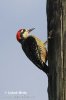 Black-cheeked Woodpecker