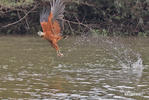 Black-collared Hawk