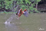 Black-collared Hawk