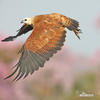 Black-collared Hawk