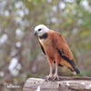 Black-collared Hawk