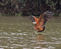 Black-collared Hawk