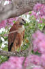 Black-collared Hawk