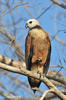 Black-collared Hawk