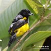 Black-cowled Oriole