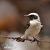 Black-eared Wheatear