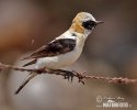 Black-eared Wheatear