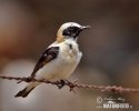 Black-eared Wheatear