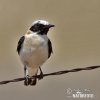 Black-eared Wheatear