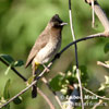 Black-eyed Bulbul