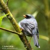 Black-faced Solitaire