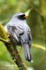 Black-faced Solitaire