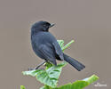 Black Flowerpiercer