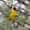 Black fronted Southern Masked Weaver