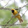 Black fronted Southern Masked Weaver