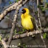 Black fronted Southern Masked Weaver