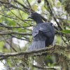 Black Guan