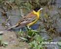 Black-headed Bunting