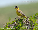 Black-headed Bunting