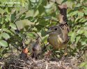 Black-headed Bunting