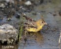 Black-headed Bunting