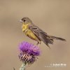 Black-headed Bunting