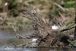 Black-headed Gull