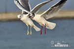 Black-headed Gull