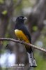 Black-headed Trogon