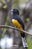 Black-headed Trogon