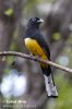 Black-headed Trogon