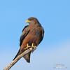 Black Kite