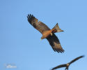 Black Kite