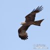 Black Kite