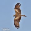 Black Kite