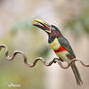 Black-necked Aracari