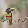 Black-necked Aracari