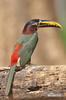 Black-necked Aracari