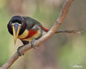 Black-necked Aracari