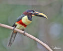 Black-necked Aracari