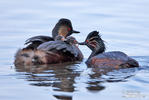 Black-necked Grebe