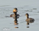 Black-necked Grebe