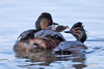 Black-necked Grebe