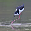 Black necked Stilt