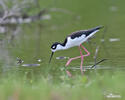 Black necked Stilt