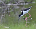 Black necked Stilt