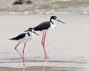 Black necked Stilt