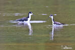 Black necked Stilt