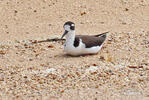 Black necked Stilt