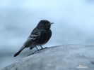 Black Phoebe